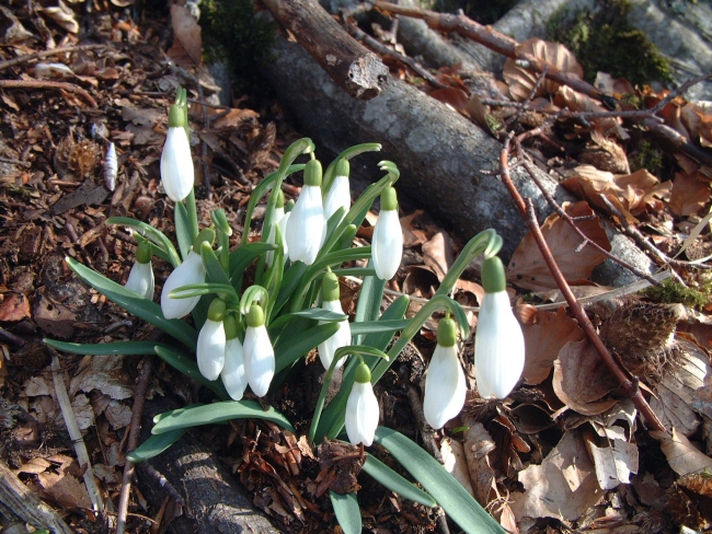 Galanthus nivalis e Leucojum vernum